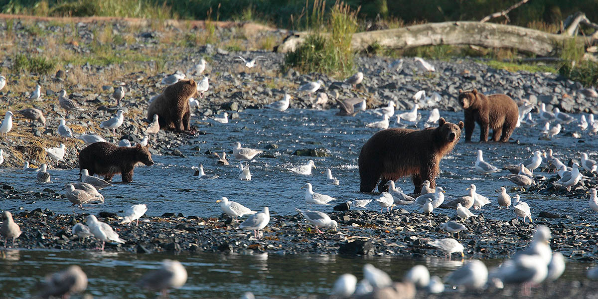 Spirit of Alaska Bear Viewing Tours